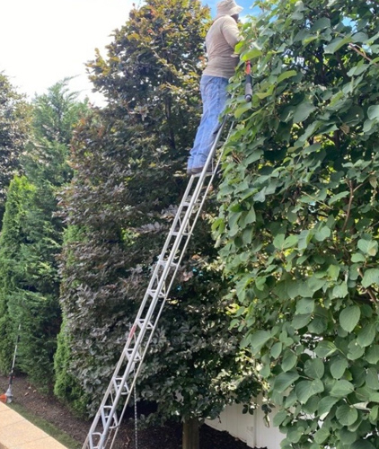 Pruning of Trees & Shrubs